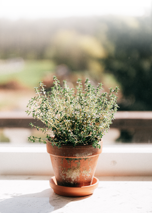 Fitoterapia - kruidenleer en kruidentoepassingen. 