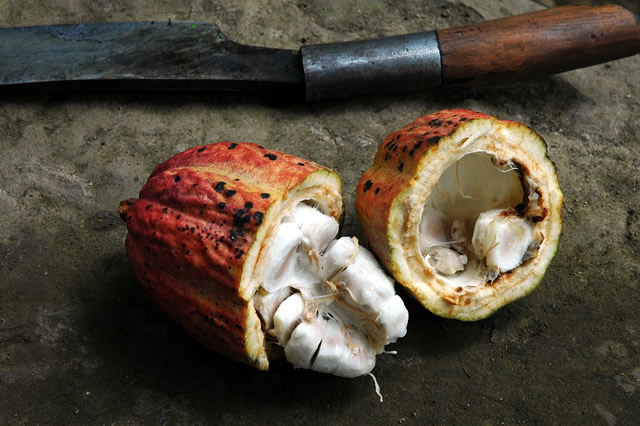 Theobroma cacao