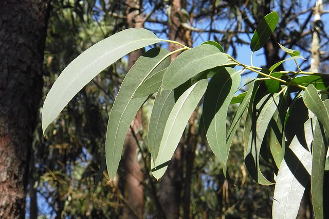 Eucalyptus globulus