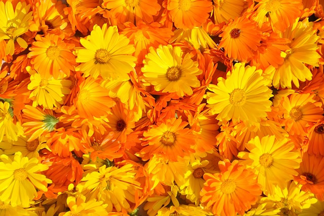 Calendula officinalis