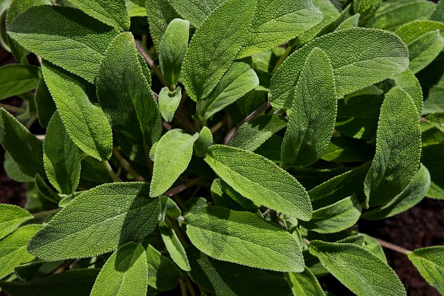 Salvia officinalis