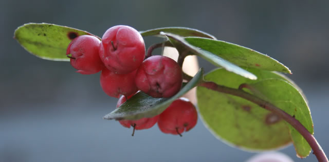 Gaultheria procumbes - Wintergreen