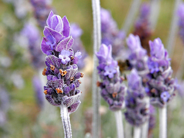 Lavendel