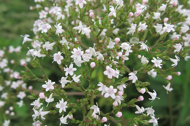 Valeriana