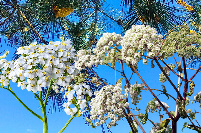 Milenrama y Angelica