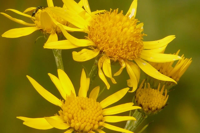 Arnica montana