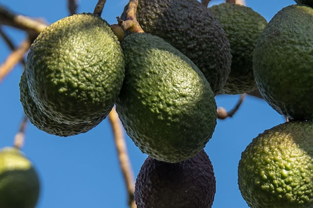 Aguacate