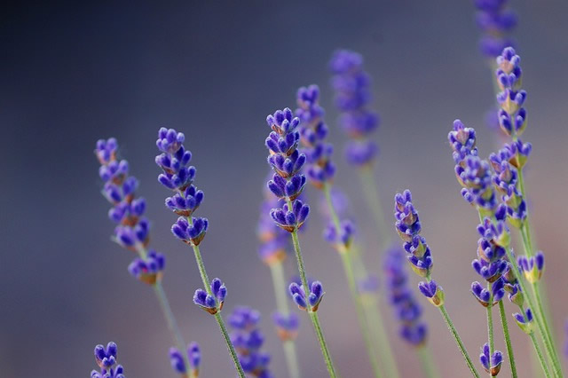 Lavanda angustifolia