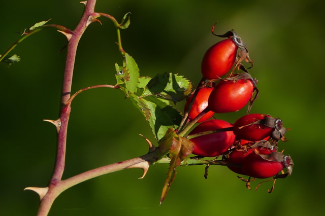 Rosehip - Rozenbottel