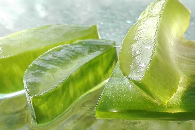 Aloe vera