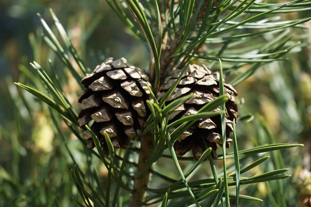 Pinus sylvestris