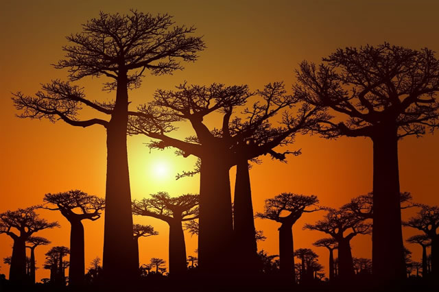 Baobab